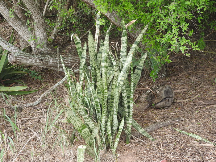 �������� �������� ������� ����������� (�������� �������, �����). ���� c ����� <!--noindex--><a href="https://pikabu.ru/story/tyoshchin_yazyik_13789361?u=http%3A%2F%2Finaturalist.org&t=inaturalist.org&h=36da29dc9fa38f53878b53b1ea8a2c5941d0e9cc" title="http://inaturalist.org" target="_blank" rel="nofollow noopener">inaturalist.org</a><!--/noindex-->.