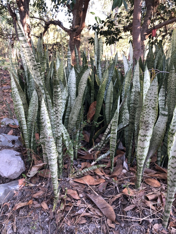 �������� �������� ������� ����������� (�������� �������, ��������). ���� � ����� <!--noindex--><a href="https://pikabu.ru/story/tyoshchin_yazyik_13789361?u=http%3A%2F%2Finaturalist.org&t=inaturalist.org&h=36da29dc9fa38f53878b53b1ea8a2c5941d0e9cc" title="http://inaturalist.org" target="_blank" rel="nofollow noopener">inaturalist.org</a><!--/noindex-->.&nbsp;