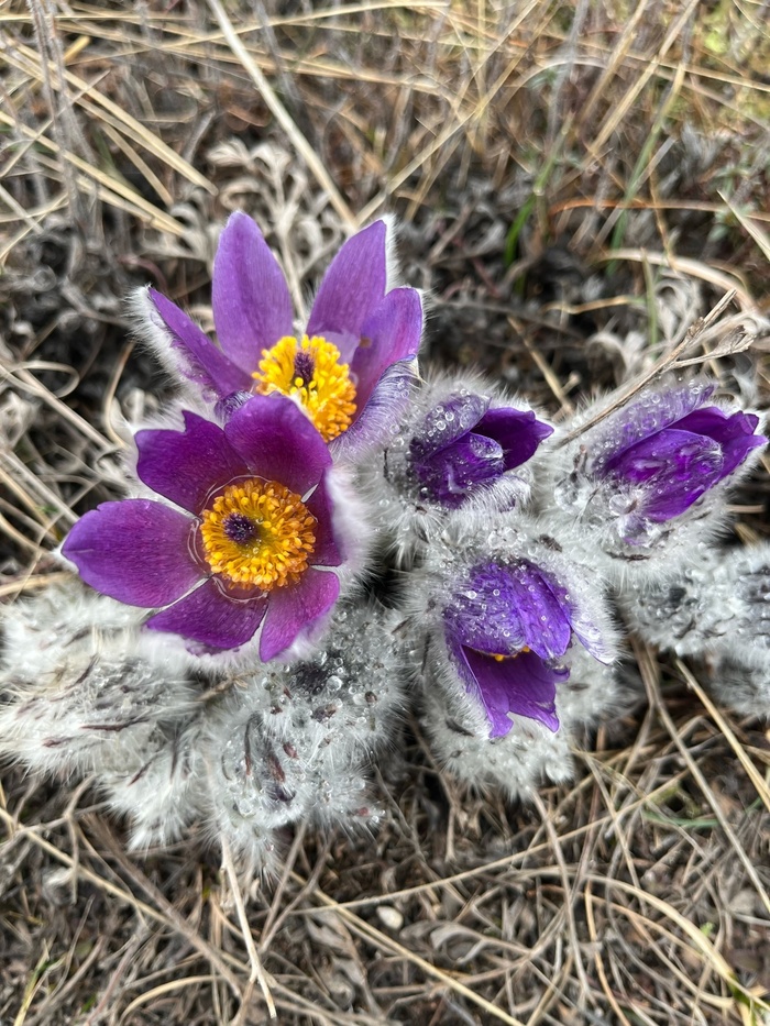 ���� �. ����������.