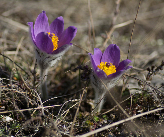 ���� �. ����������.