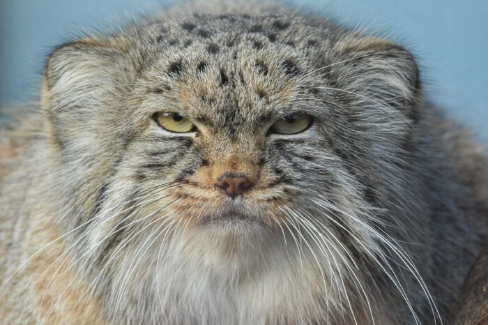 � ���� ����������, ��� ������� ������� 13