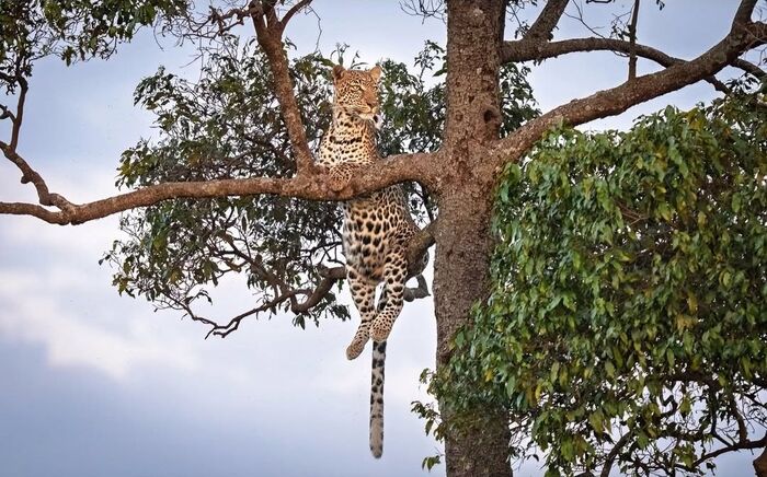 Наблюдатель