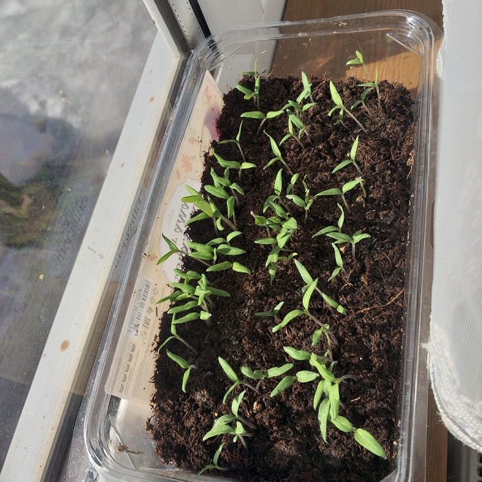 ���������, ����, ����� ����!