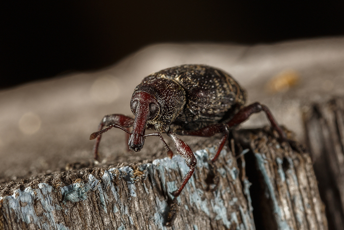 ����� �� ������