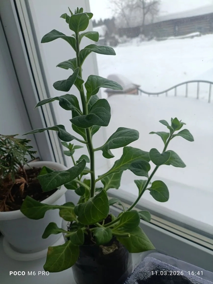 ���� ��� ���������, �� ��� ��� ����� ����������� � ���������