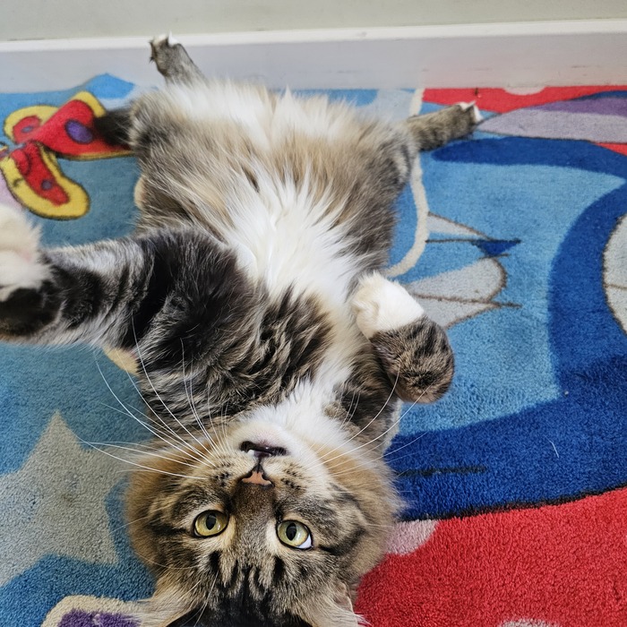 Коврик - натуральная шерсть