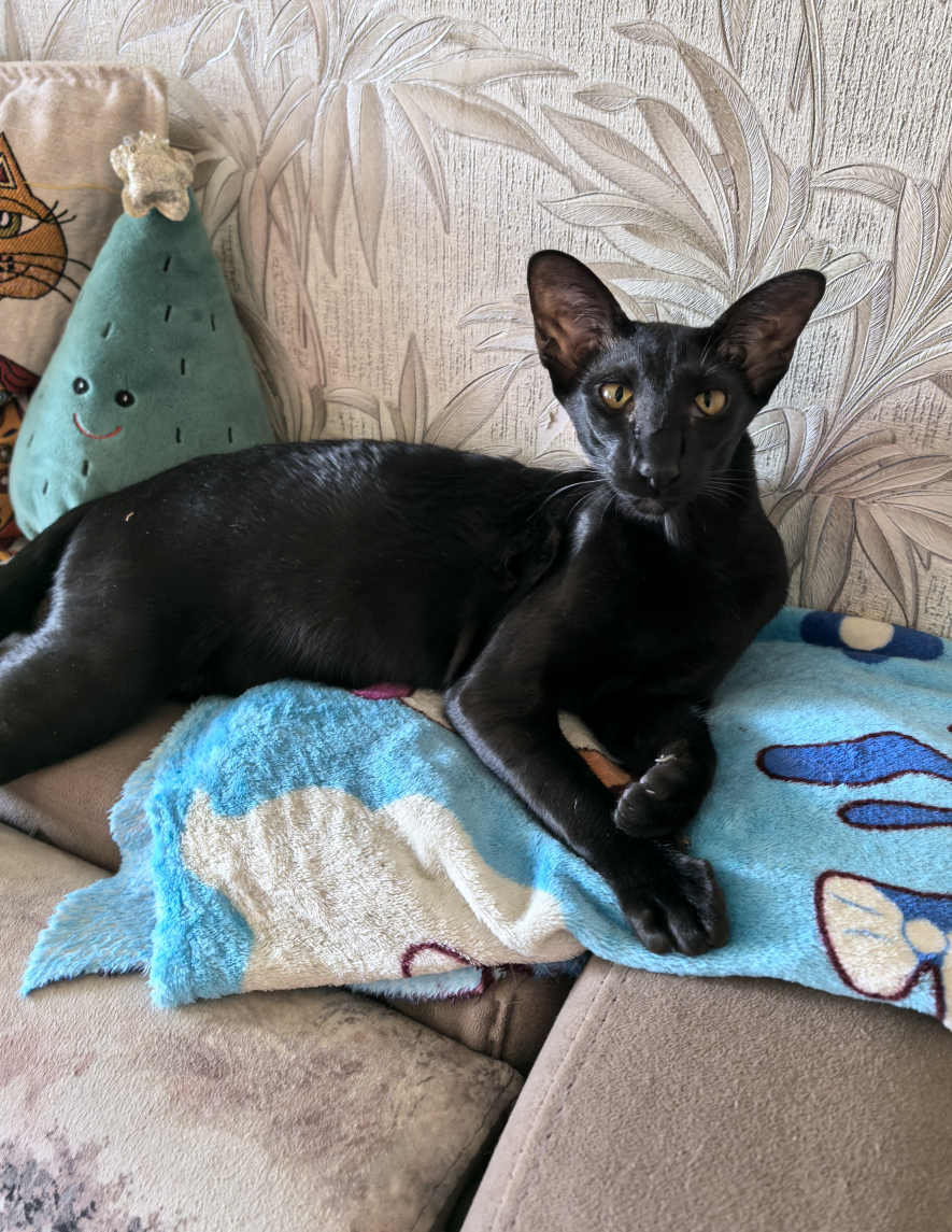 Leila - cat, Oriental cats