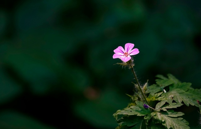 Милый летний цветок с красивым названием Герань Роберта. Я всегда стараюсь найти названия цветов, которые фотографирую. Нам они кажутся привычными и даже иногда сорняками, а многие имеют красивые, необычные имена, которые интересно узнать.