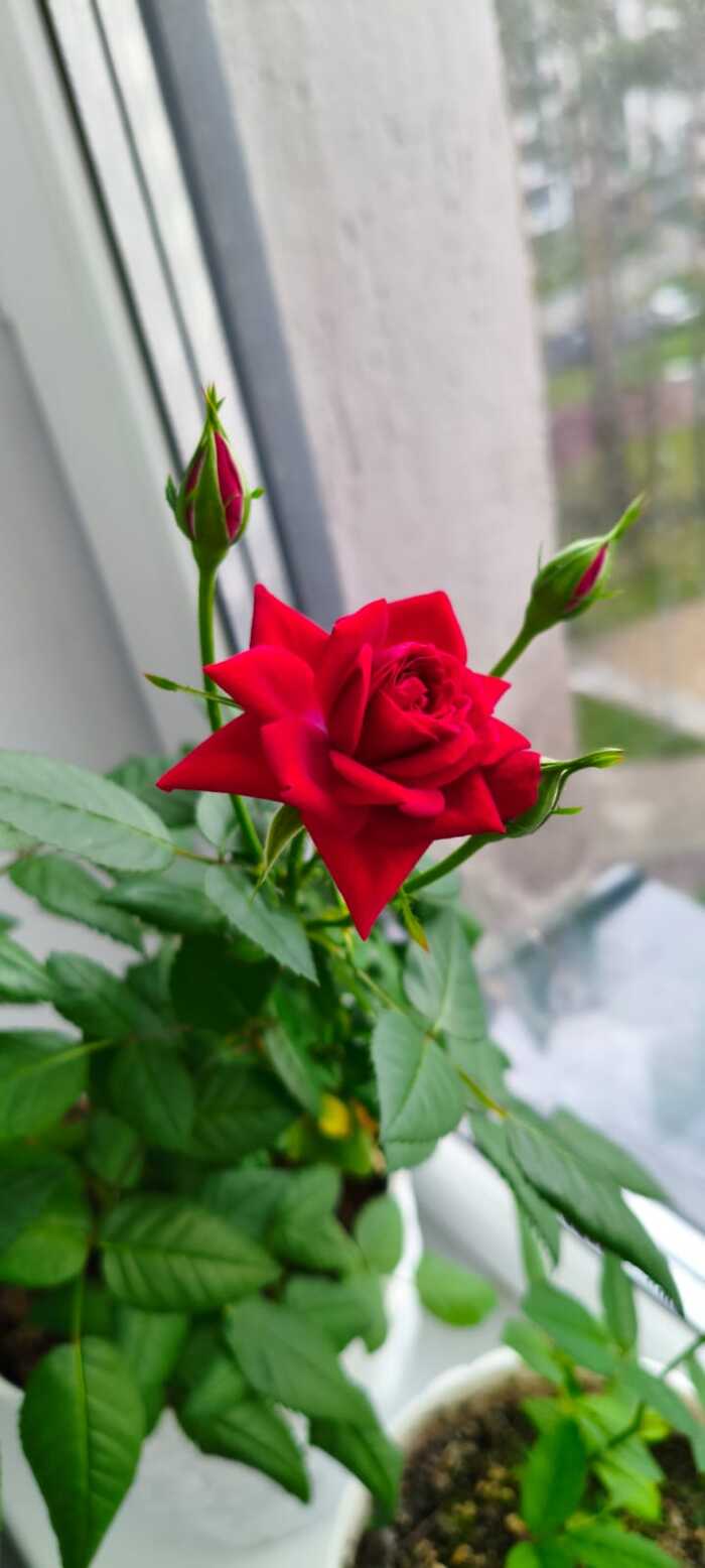 ���� �������