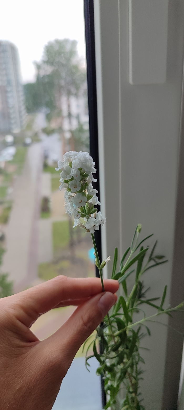 ������� �����