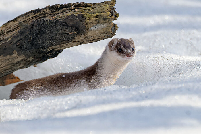 ����� ������������ �����