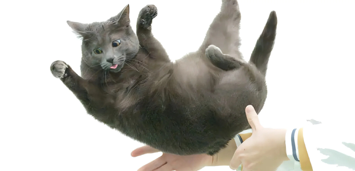 Чем можно объяснить поразительную похожесть личности и поведения какого-то человека на кошек?