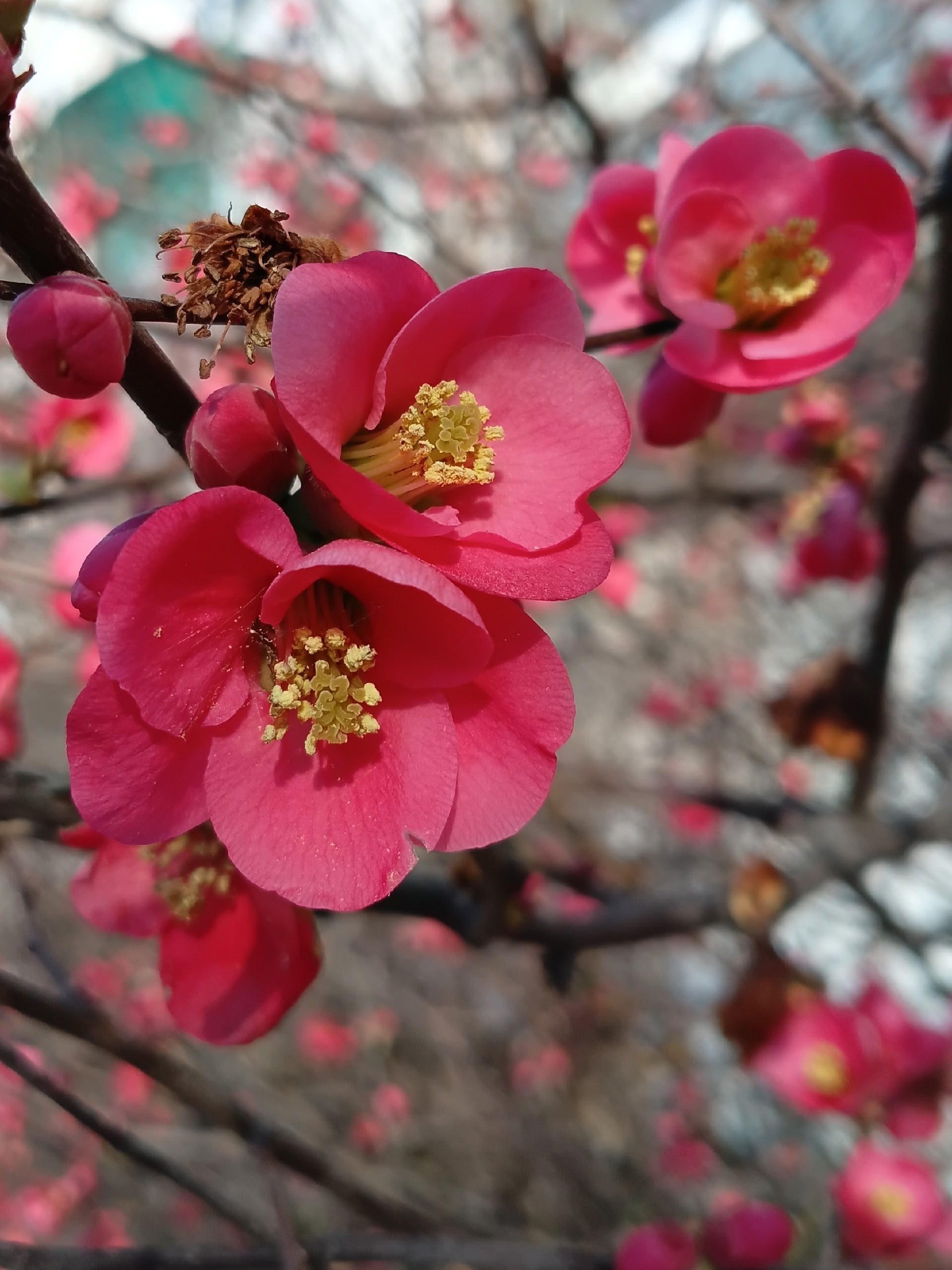Colors of spring - My, Mobile photography, Spring, Bloom, Longpost