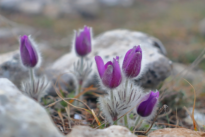 ��������� ���-�����