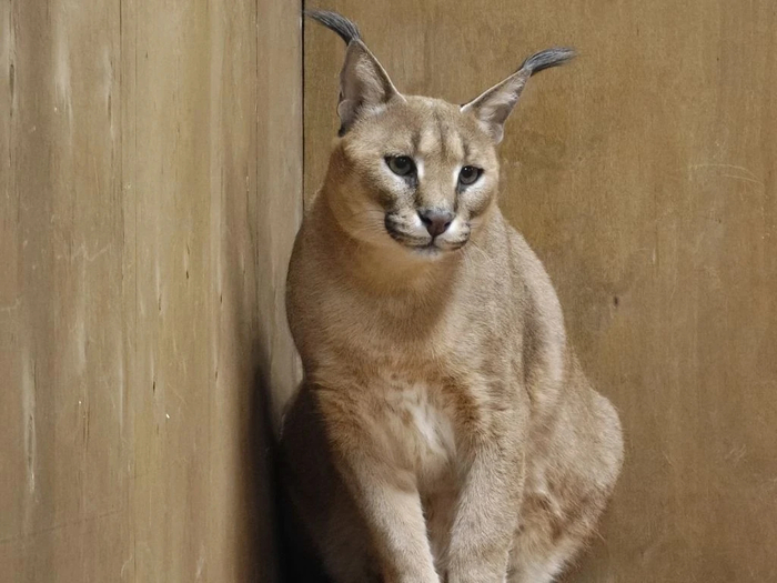 ���� <a href="https://pikabu.ru/story/i_sku_i_gru_i_nekomu_la_13793586?u=https%3A%2F%2Fmax.ru%2Fid6165003942_gos%2FAZz1H2T5ea8&t=%D0%BE%D1%82%D1%81%D1%8E%D0%B4%D0%B0&h=2bd6648d1f177125d73179b4132a3ef530a30901" title="https://max.ru/id6165003942_gos/AZz1H2T5ea8" target="_blank" rel="nofollow noopener">������</a>