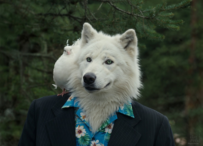 ����� ��� �� Wolfmks #3331