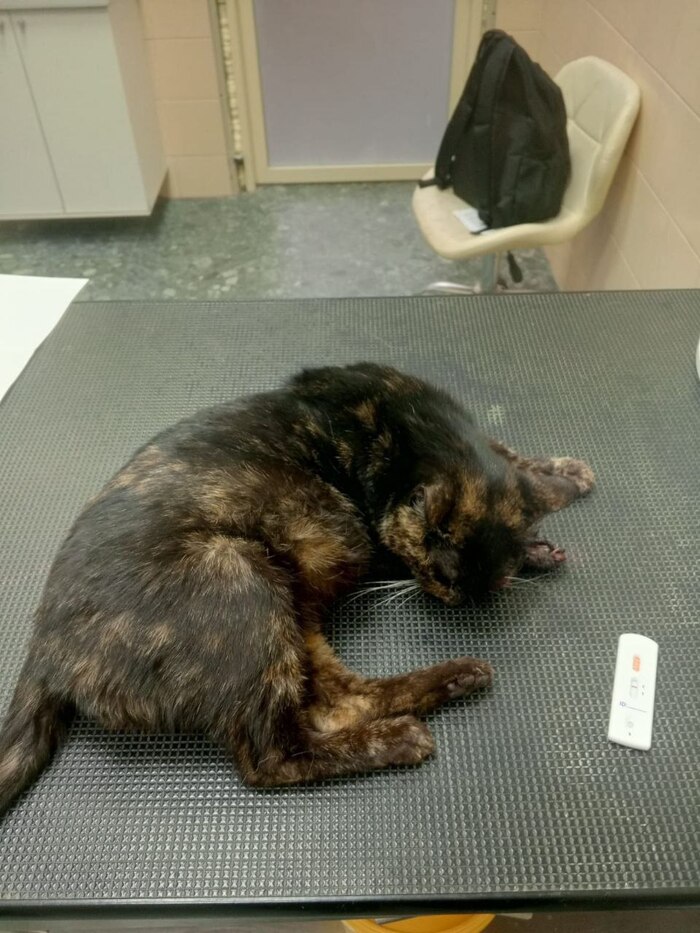 ����� ���� ������ �� �����, �������-�������� ������.