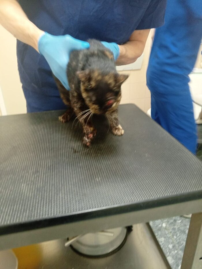 ����������� �������� �����, �������� �������� �������.