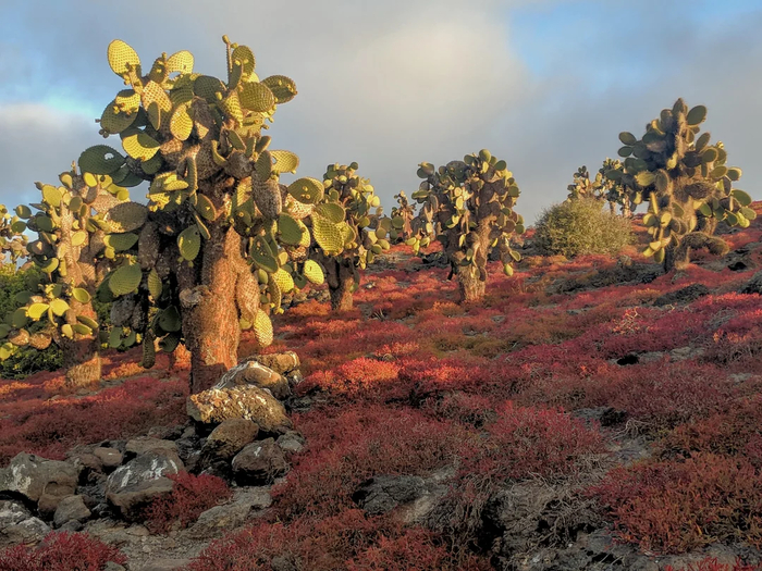 ������� �������� ���