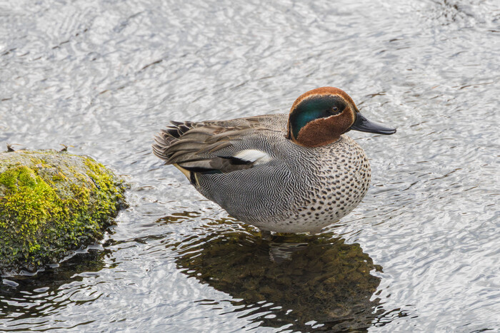 (���� �� �������� ��� ������� ��������)