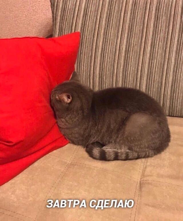 ������ ������