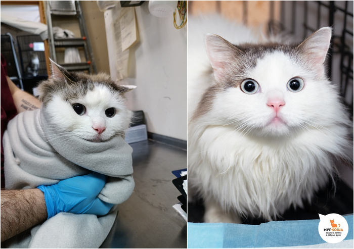 Кот Пассаж, 5 лет, домашний.