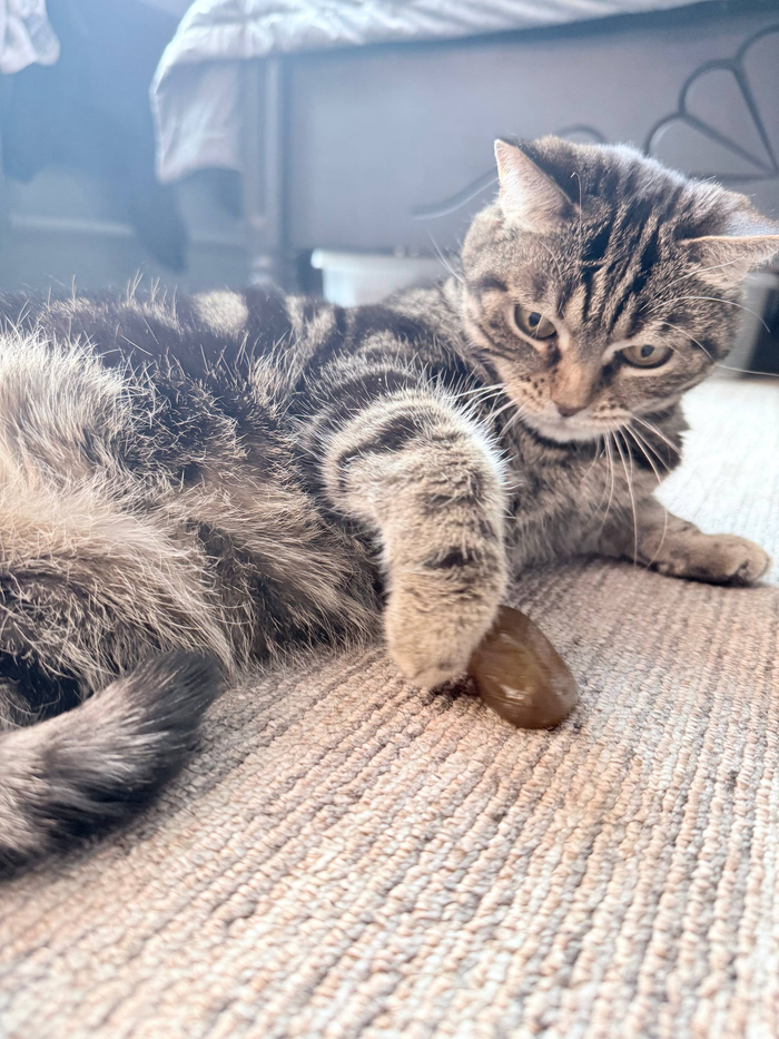 ��� �������� ���������� �����.