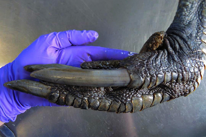 Тот самый новогвинейский монстр