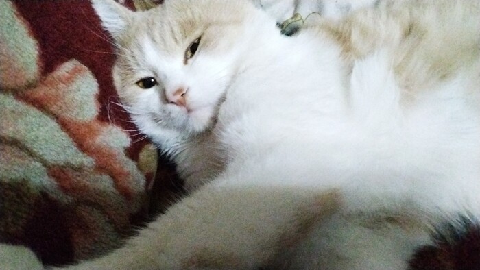 МОЙ КОТ