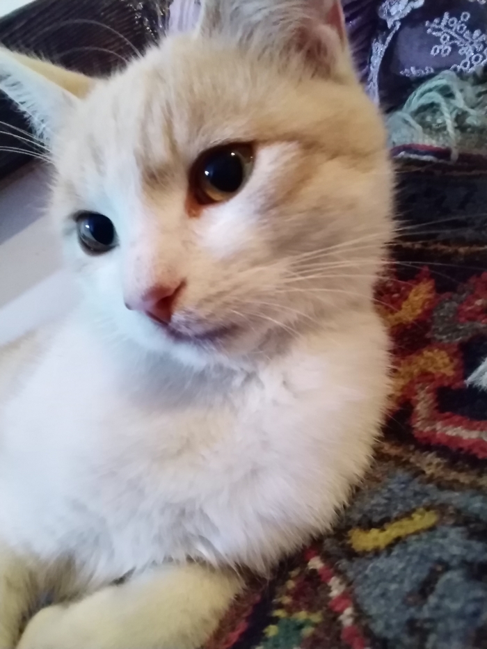 �������� ���������