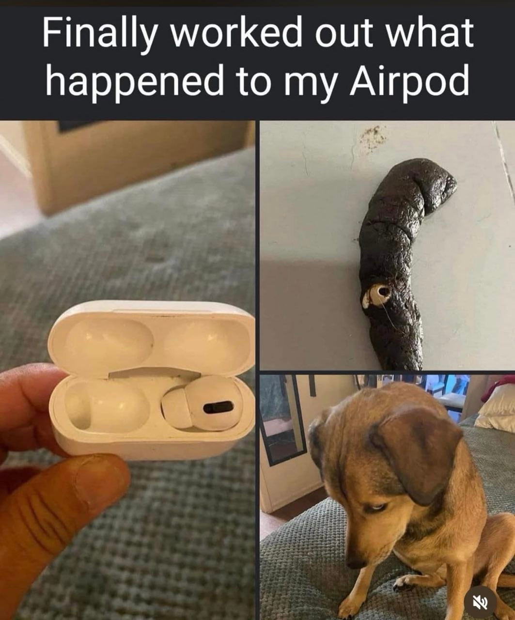 I finally figured out what happened to my AirPods. - AirPods, Dog