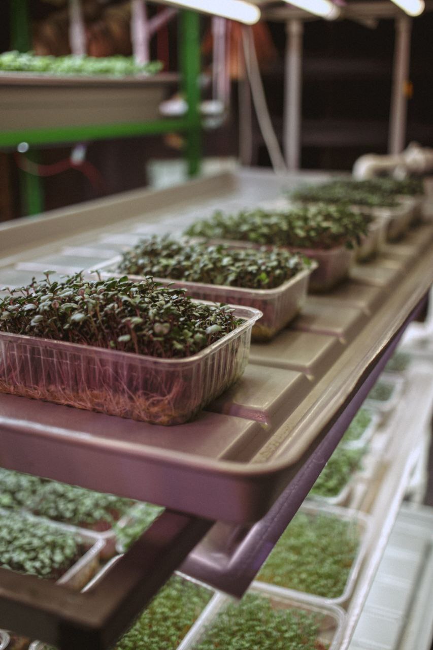 Is it possible to get a grant for a vertical farm? I'm exploring all the options. - Grants, Government support, Business, Farming, Longpost