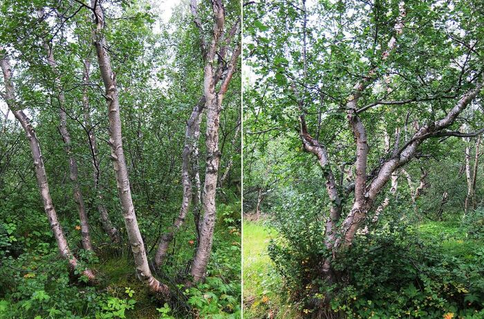 ������� ������������ ����������� ����