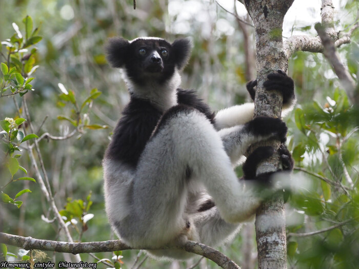 ����������� �����