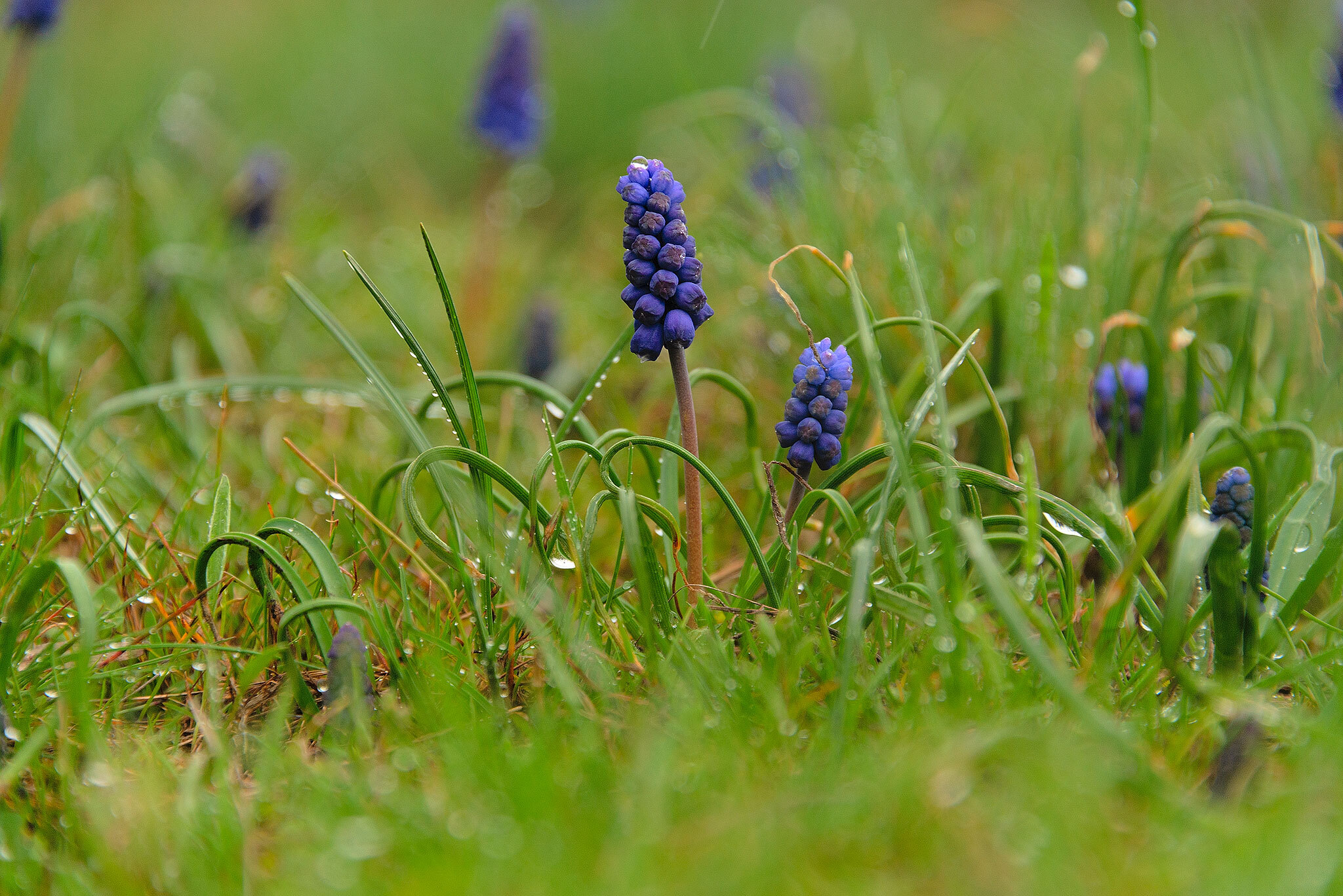 Rain - My, Landscape, Caucasian Mineral Waters, Nature, The photo, Rain, Muscari