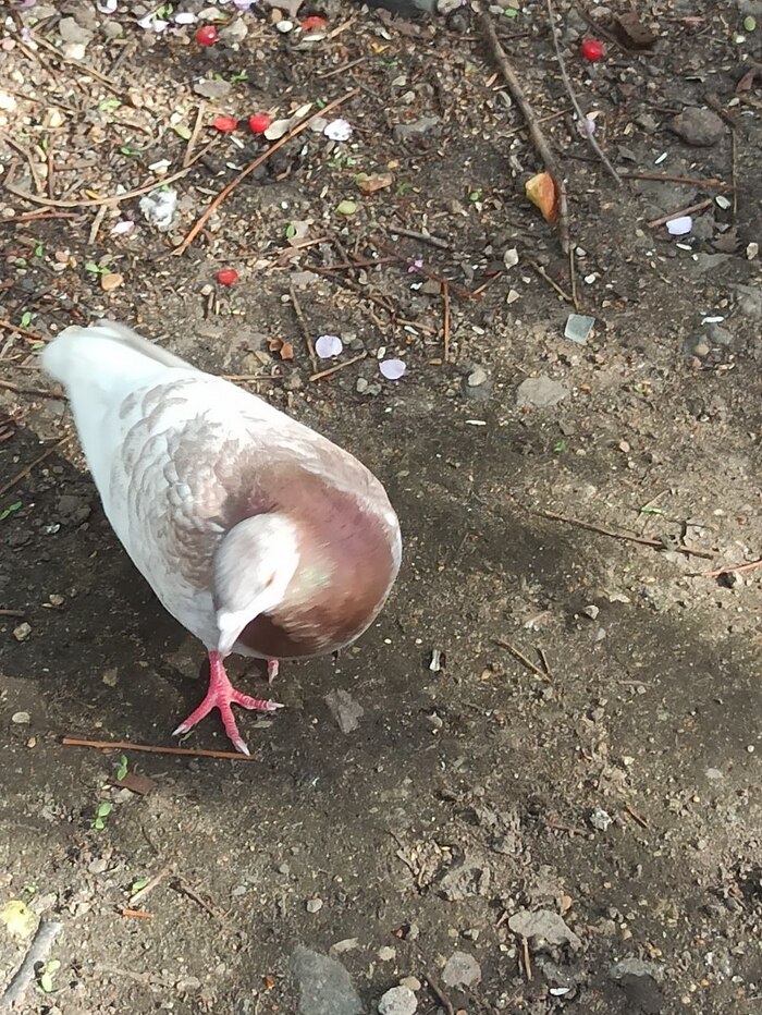 ���������� ������.