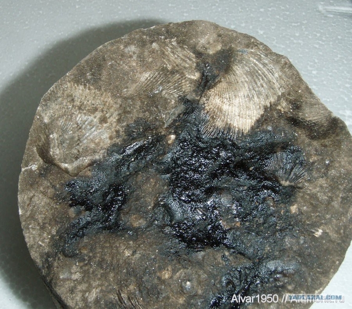 ���� ����������� ������