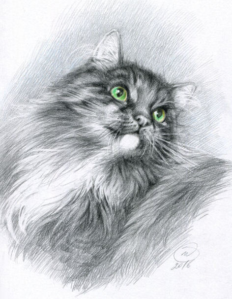 Коть