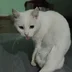 Lwon