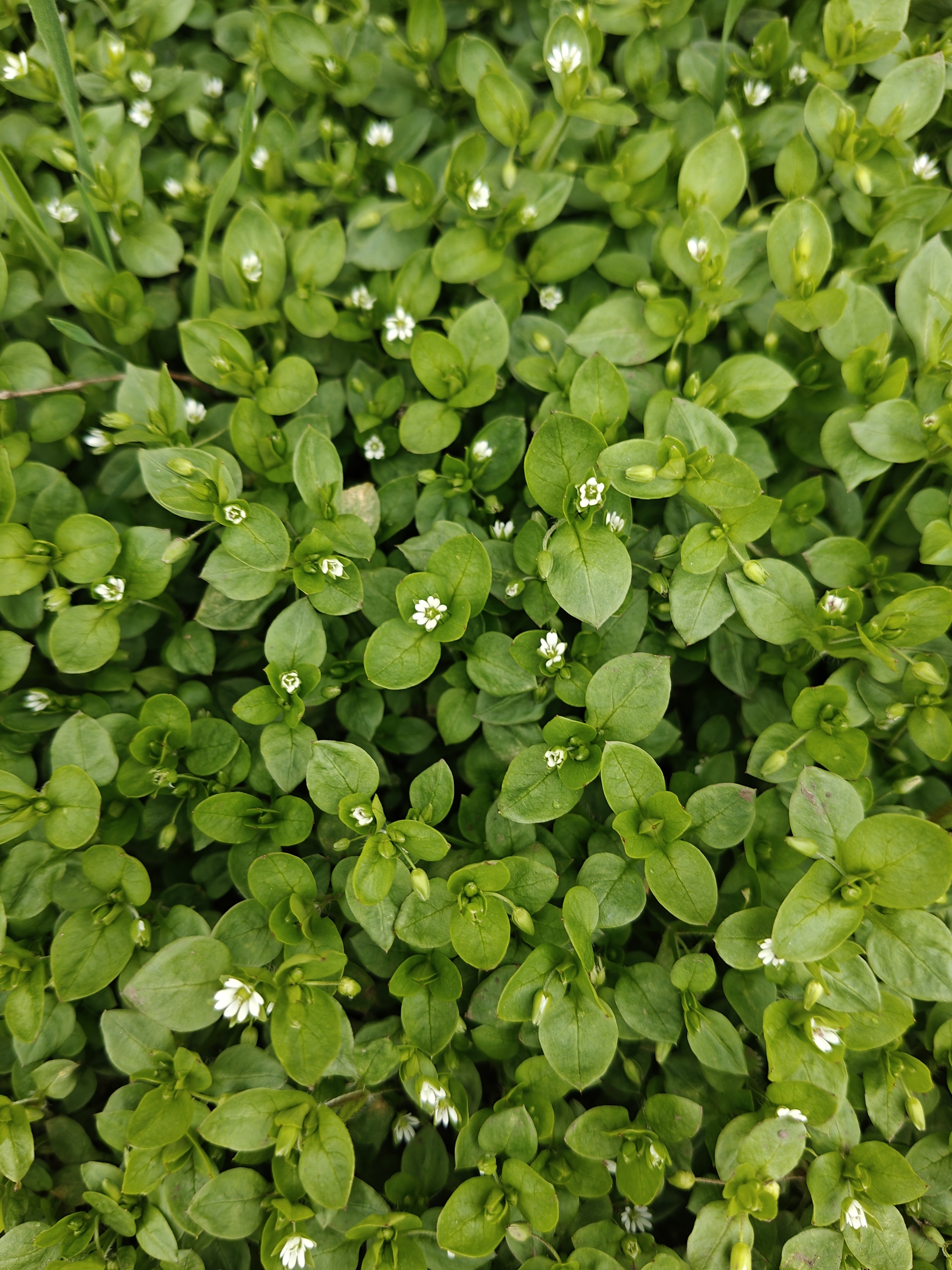 Are these weeds perhaps? - My, Flowers, Grass, Spring, Nature, beauty, Longpost