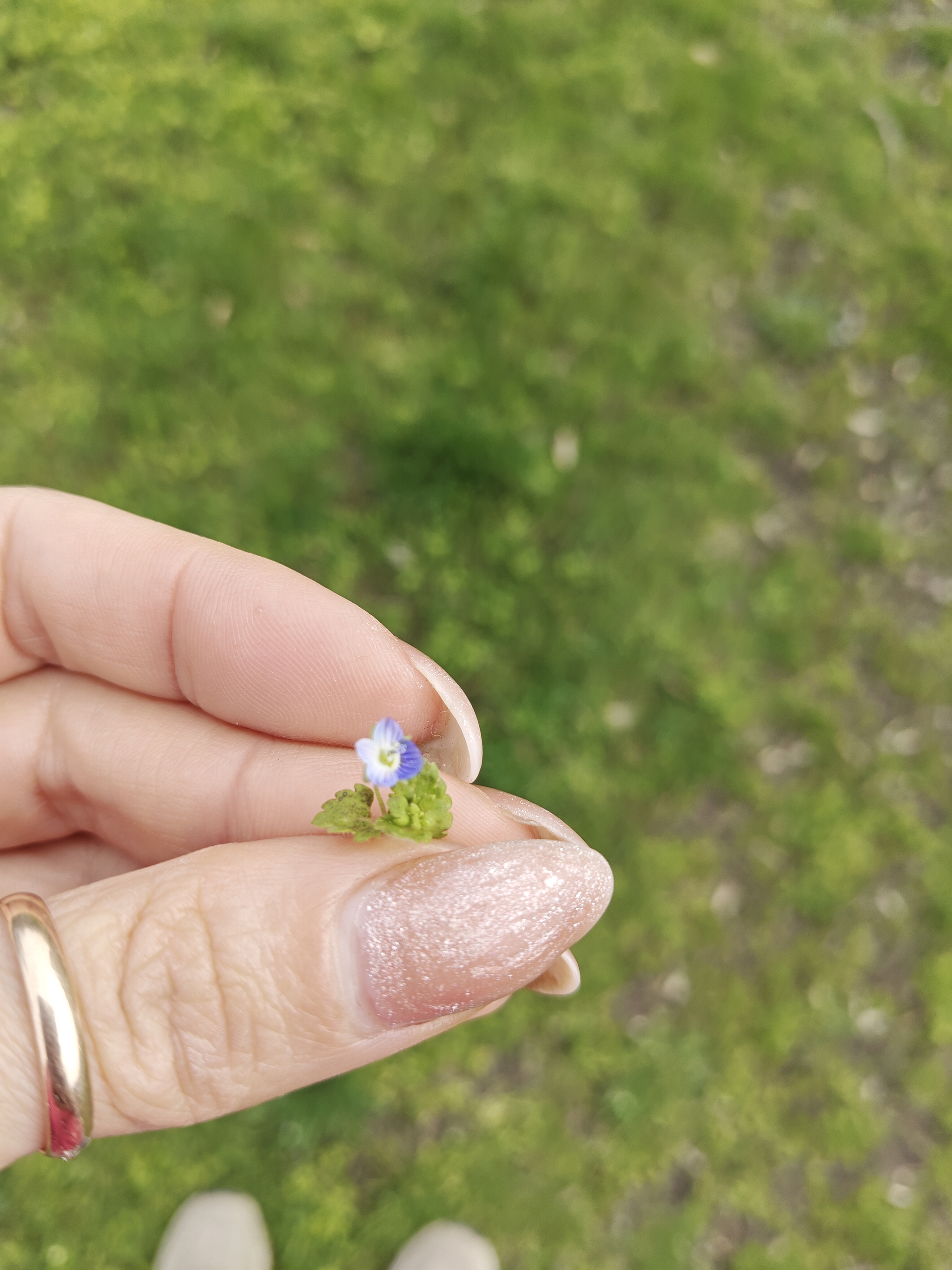 Are these weeds perhaps? - My, Flowers, Grass, Spring, Nature, beauty, Longpost
