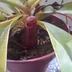 Nepenthes