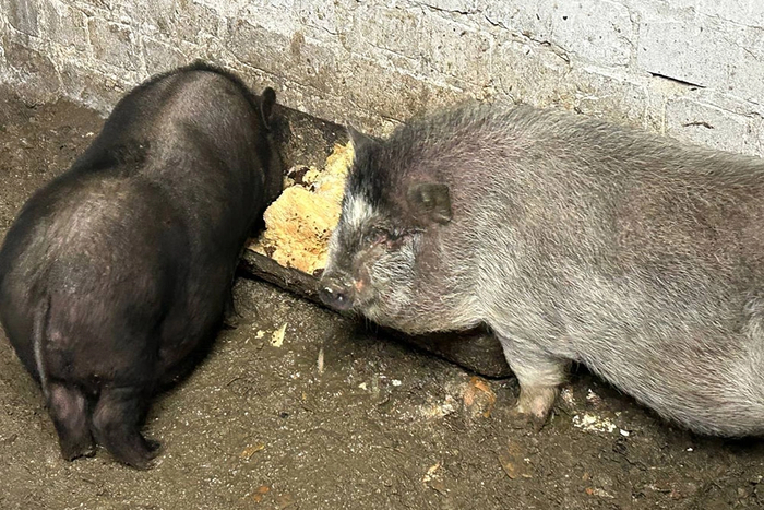 ׸����� ����� ����� (� ��������� �� ��, ��� ����������� ��������), � ������ - �������. ����: ���� �������