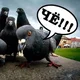 ������ ������������ skotjonok79