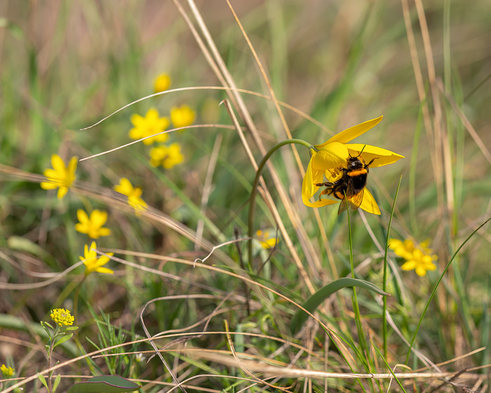 Canon 6D + Canon 180mm macro