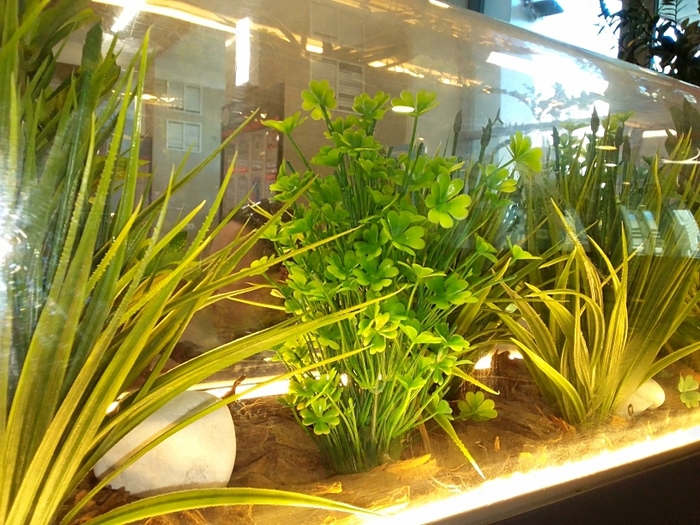 ������ ��������. ������. ��� ��������