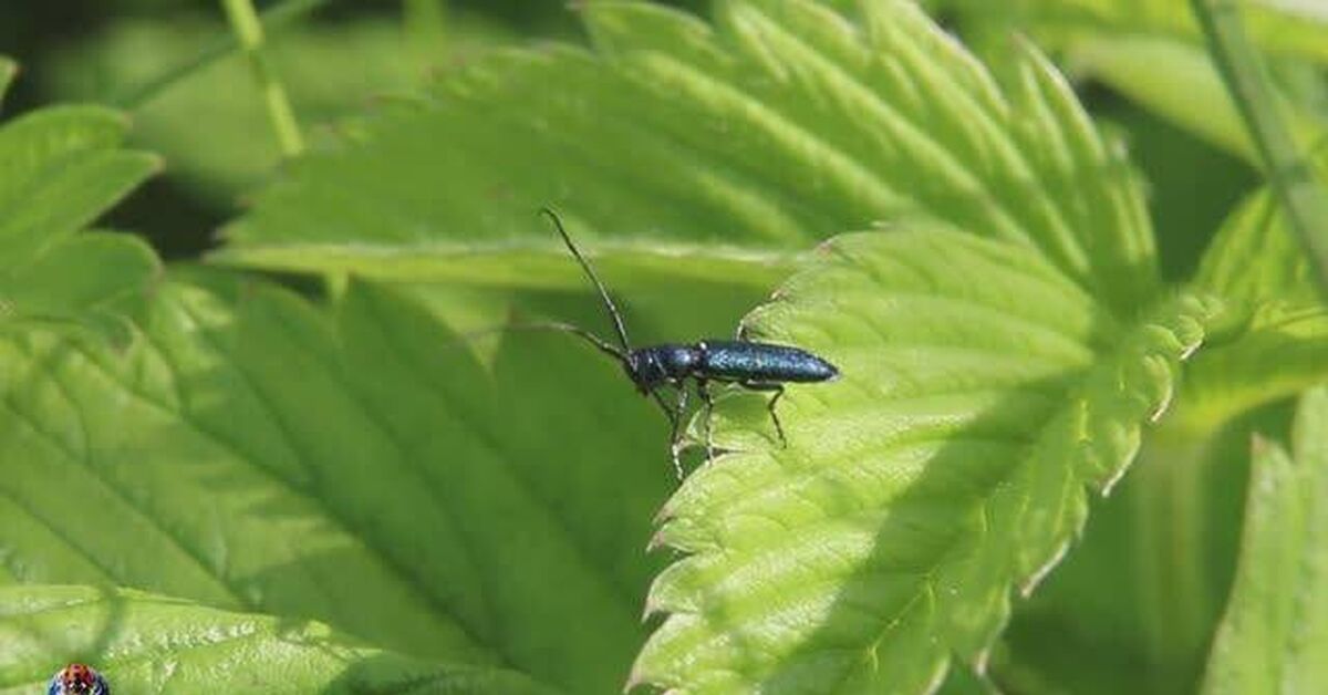 Blue longhorn beetle (lat. Agapanthia violacea) - My, Rutube, Insects, Macro photography, Nature, Arthropods, Video