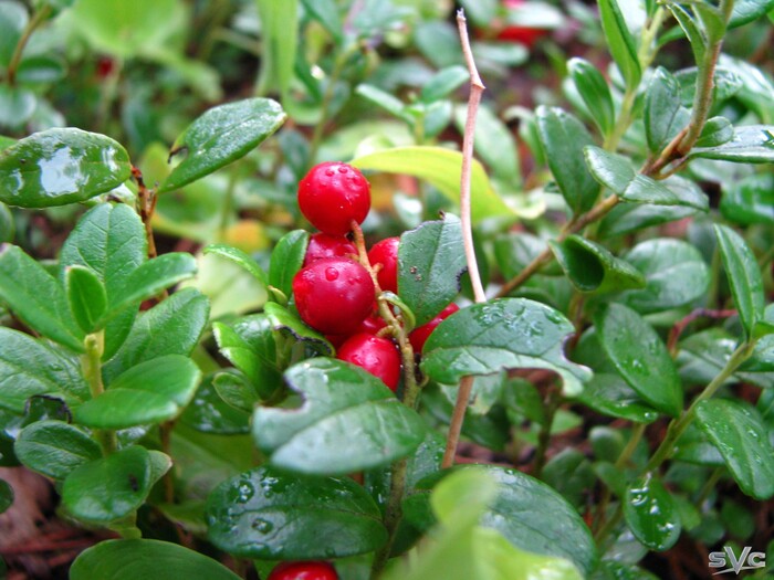 � ����� ��������