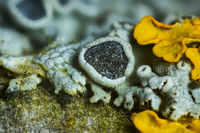 ��������� ������ �������� ��������� "Physcia aipolia".