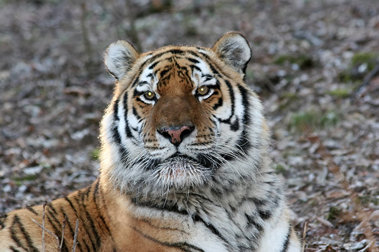 A court has ordered a glamping site to compensate for an Amur tiger attack on vacationers. - Series Amur Tiger 2, Amur tiger, Negative, Attack, Life safety, Dangerous animals, National park, Khabarovsk region, Tiger, Wild animals, Predatory animals, Cat family, Big cats